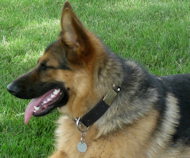German Shepherd Dog Collar with studs and plates-Leather Collar German Shepherd Dog Collar with studs and plates-Leather Collar