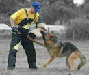 Dog protection sleeves