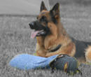 Perfect place to get high quality Training leather dog harnesses,training leather dog muzzles(wire basket dog muzzles),training leather dog collars,training  leather dog leads ,training bite sleeves,sleeve covers,herm sprenger collars(pinch collars),police sleeves,puppy sleeves,Schutzhund Dumbbells for German Shepherd training and more dog training supplies..