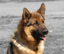 HS Dog Collars,pinch collars, spike collars, fure saver collar hs dog collar
