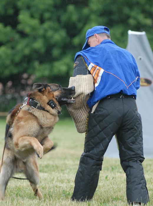 German sheperd dog training!!!