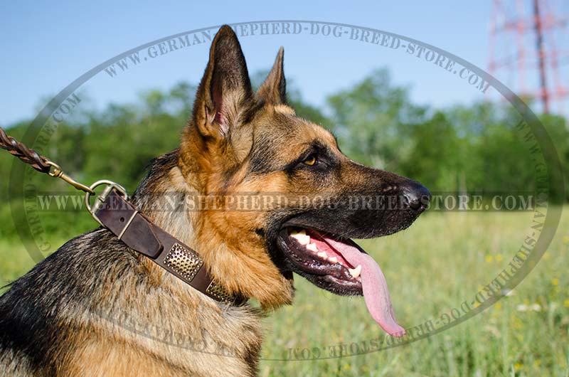best collar for german shepherd puppy