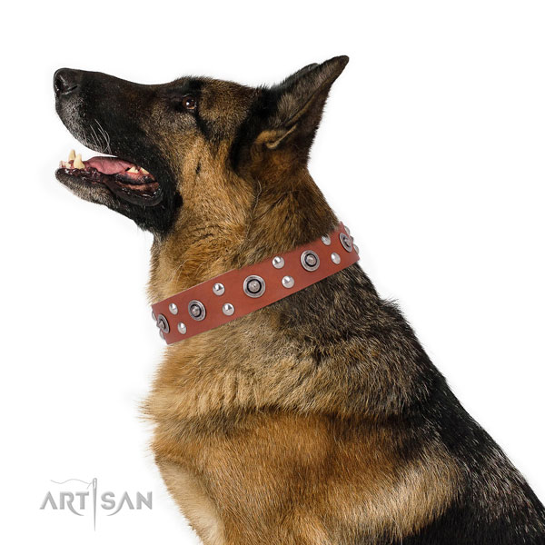 Everyday use dog collar with stylish adornments