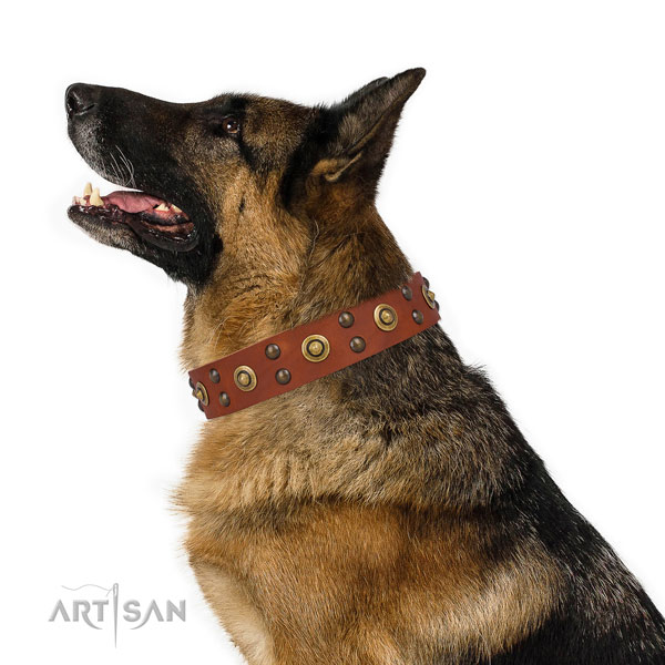 Daily use dog collar with exquisite adornments