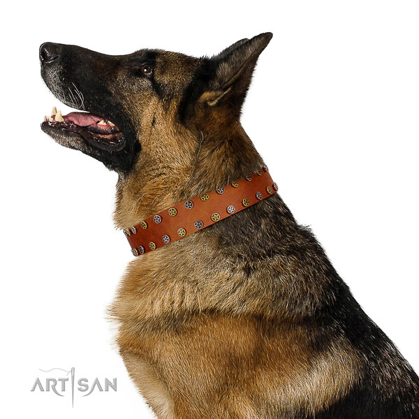 Everyday walking quality genuine leather dog collar with studs