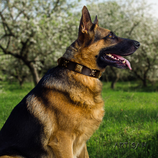German Shepherd Dog extraordinary studded natural genuine leather dog collar