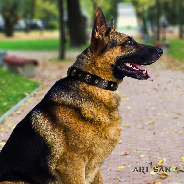 German Shepherd Dog exceptional studded natural genuine leather dog collar