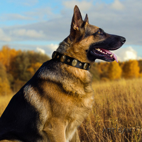 German Shepherd Dog stunning adorned full grain natural leather dog collar