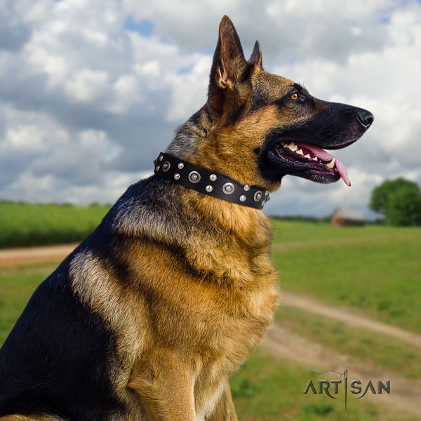 German Shepherd natural genuine leather dog collar with embellishments for your stylish canine