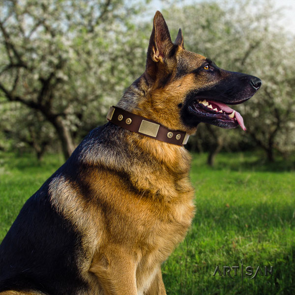 German Shepherd full grain genuine leather dog collar with embellishments for your impressive pet