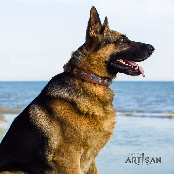German Shepherd adjustable full grain natural leather dog collar with impressive embellishments