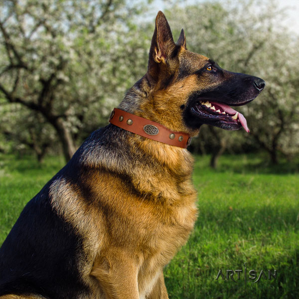 German Shepherd genuine leather dog collar with studs for your handsome pet