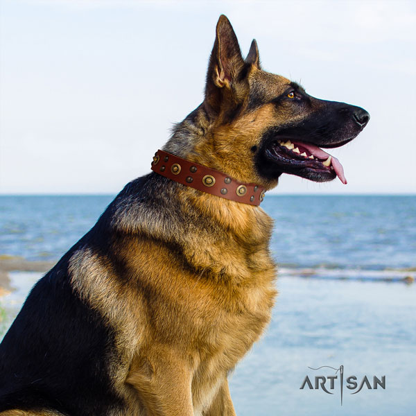 German Shepherd full grain natural leather dog collar with adornments for your impressive pet
