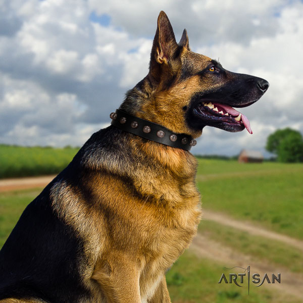 German Shepherd amazing full grain leather collar with adornments for your four-legged friend