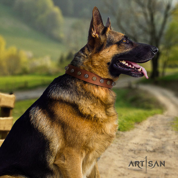 German Shepherd stylish full grain leather collar with studs for your pet