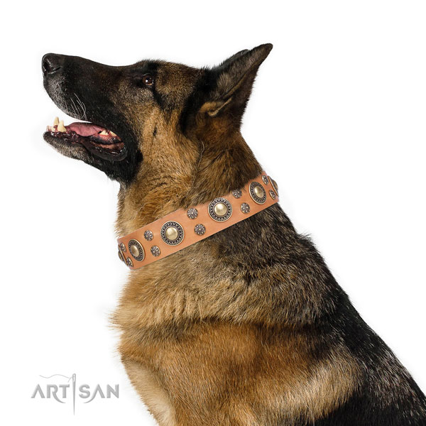 German Shepherd stunning natural genuine leather dog collar for everyday use