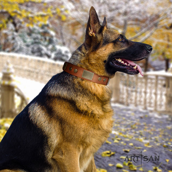 German Shepherd leather dog collar with studs for your stylish pet