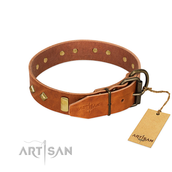 Comfy wearing genuine leather dog collar with incredible embellishments