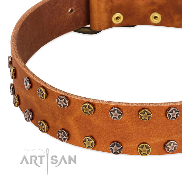Daily walking full grain genuine leather dog collar with incredible embellishments