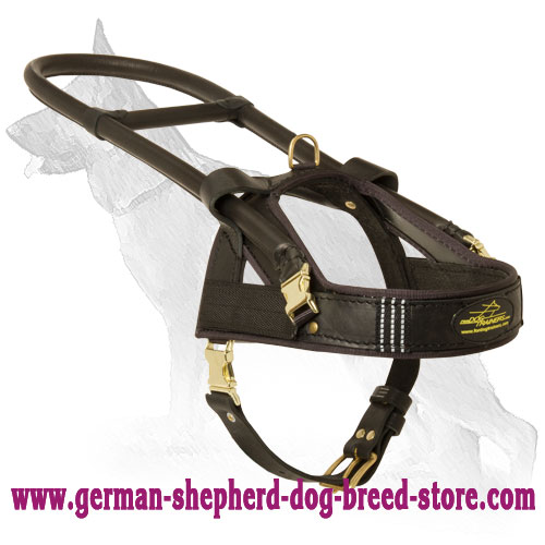 Buying Guide: How to Shop for the Best Dog Leash