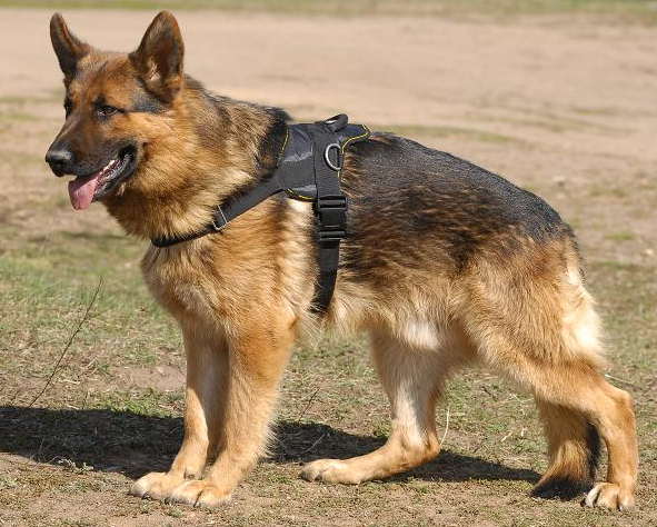 Everyday all weather dog harness for Caucasian Shepherd [H17##1073